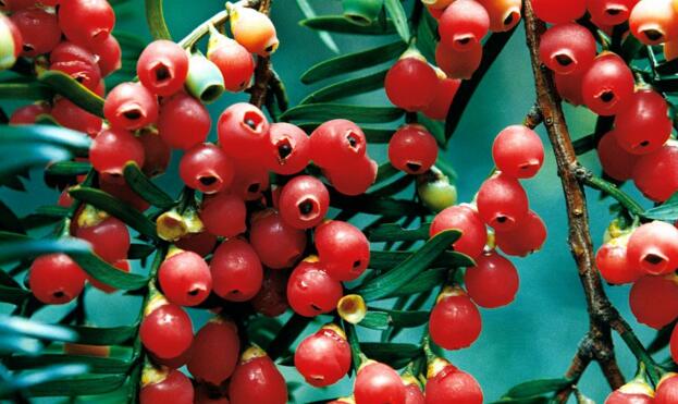 紅豆杉爛根怎么辦，澆水過多是爛根主要原因之一