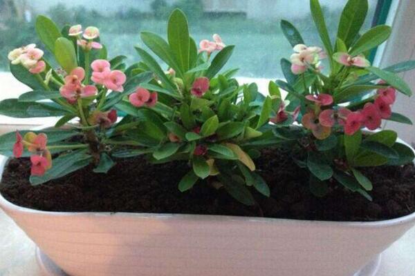 虎刺梅幾天澆一次水，四季澆水頻率各不相同