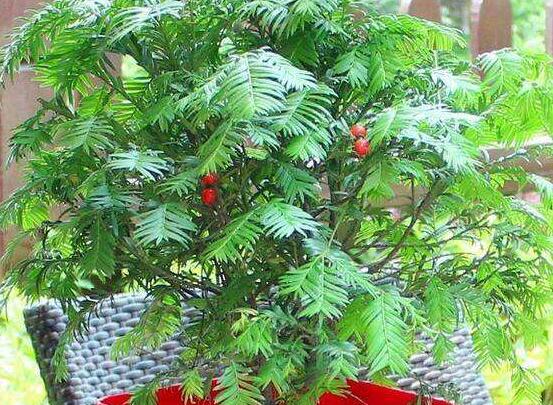 紅豆杉適合室內(nèi)養(yǎng)嗎，具有凈化空氣、延年益壽作用