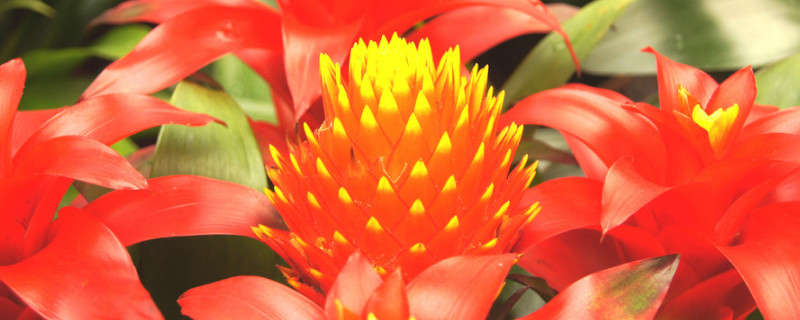 鴻運(yùn)當(dāng)頭多久換一次水