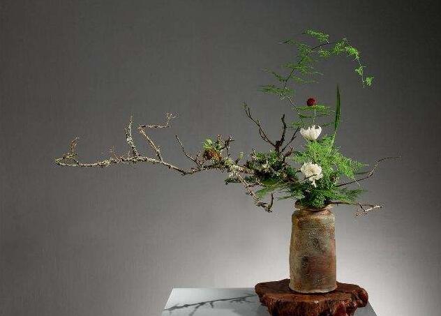 為什么家里不能養(yǎng)文竹，這是不科學的理論