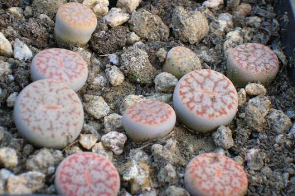 生石花怎么修根，剪去老弱病殘的根系