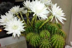 仙人球什么時候開花，仙人球開花是什么兆頭/吉祥如意