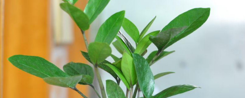 金錢樹的施肥方法和注意事項(xiàng)