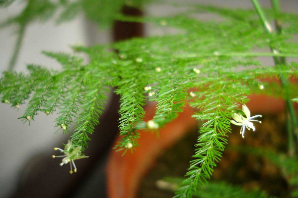 文竹為什么長(zhǎng)藤，正常生長(zhǎng)發(fā)育的過程