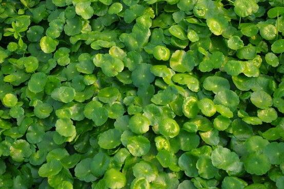 銅錢草水培好還是土培好，水培和土培兩者皆好