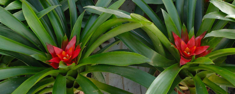 鴻運(yùn)當(dāng)頭有毒嗎