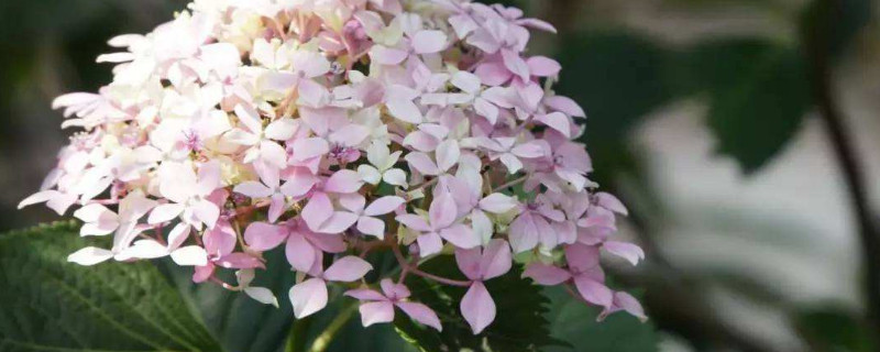 繡球葉子發(fā)霉是怎么回事