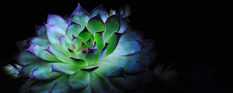 黑色觀音蓮的養(yǎng)殖方法