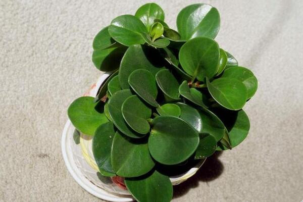 碧玉花葉子發(fā)黃怎么辦，5種原因以及解決方法