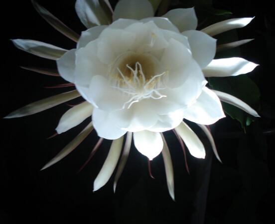 曇花開代表什么預(yù)兆，預(yù)兆著好事成雙、喜事臨門