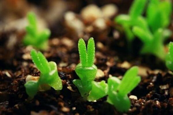 碧光環(huán)播種多久能長大，種后一星期發(fā)芽四個月長大