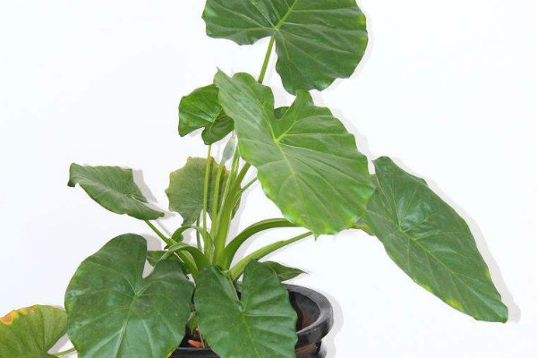 滴水觀音發(fā)芽要求