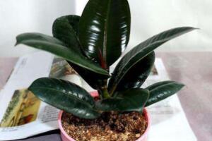 橡皮樹對人身體有害嗎，橡皮樹的作用和功效