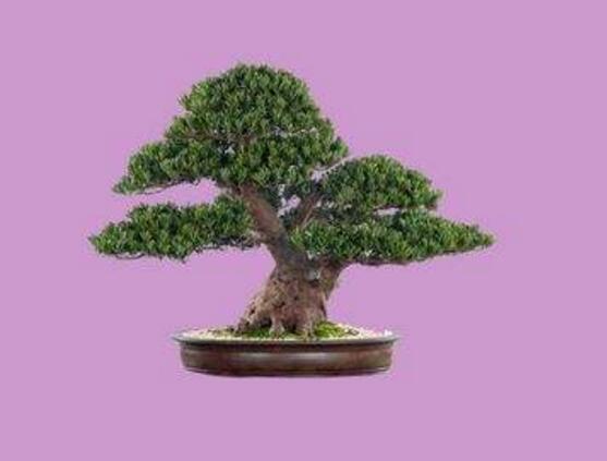 羅漢松怎么修剪，羅漢松修剪方法