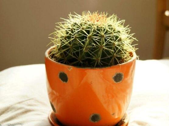 仙人球花語(yǔ)象征與寓意，堅(jiān)強(qiáng)、溫暖、柔弱、孤獨(dú)