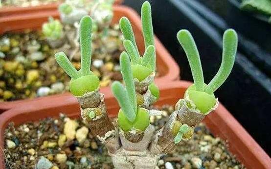 碧光環(huán)的用土方法，四份營養(yǎng)土六份蛭石一份珍珠巖混合配制