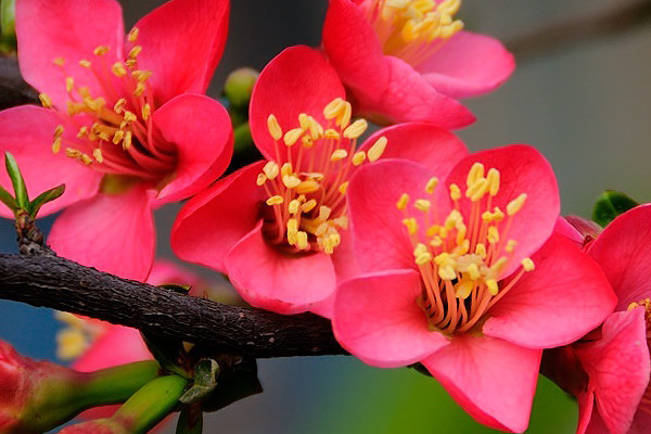 紅梅樹葉發(fā)黃怎么辦