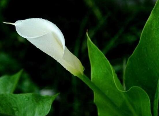 馬蹄蓮的繁殖方法圖解，詳解三種存活率最高常用方法