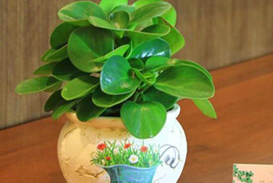 碧玉為什么會(huì)爛根，碧玉爛根怎么辦(換盆換土重新栽培)