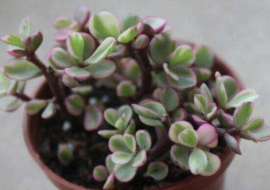 雅樂(lè)之舞怎么養(yǎng)出粉色，盆土合理/肥水結(jié)合/光照溫度適當(dāng)