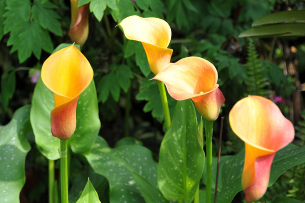 海芋花和馬蹄蓮的區(qū)別，海芋花花色單一并不豐富