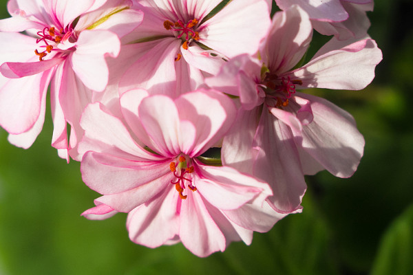 天竺葵冬天怎么養(yǎng)