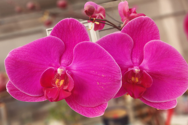 蝴蝶蘭養(yǎng)多久才能開花