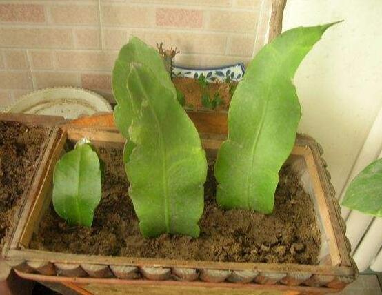 橡皮樹扦插，教你六大基本步驟快速生根發(fā)芽(30天)