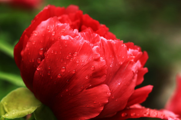 夏天的牡丹花長(zhǎng)什么樣