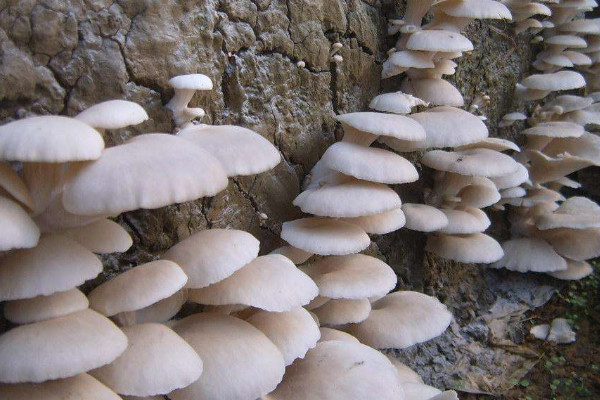 食用菌栽培技術(shù)