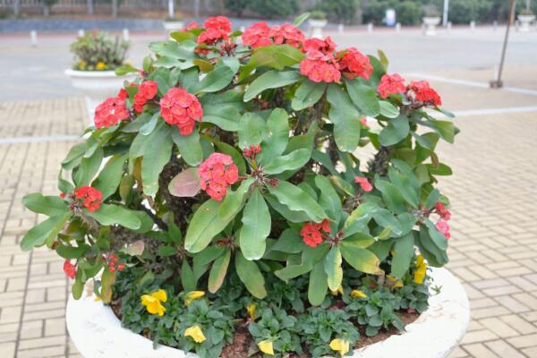 虎刺梅不開花怎么辦，加強(qiáng)通風(fēng)并增加光照