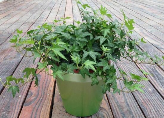 常春藤怎么養(yǎng)長(zhǎng)得快，常春藤的養(yǎng)殖方法