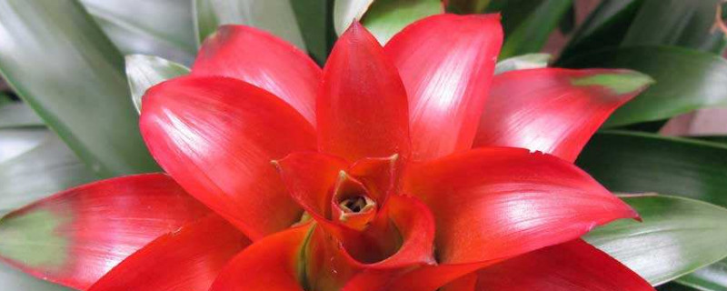 鴻運(yùn)當(dāng)頭不開花怎么辦