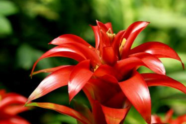 鴻運(yùn)當(dāng)頭怎么養(yǎng)才開(kāi)花