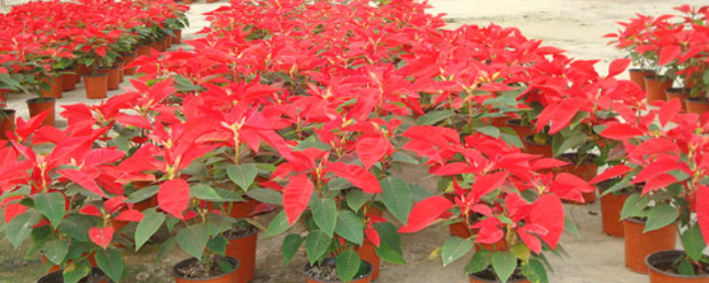 一品紅如何剪枝