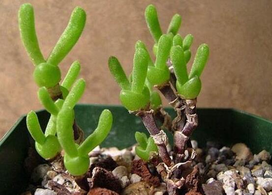 碧光環(huán)秋天怎么養(yǎng)，教你五點(diǎn)重要方法生長碧綠