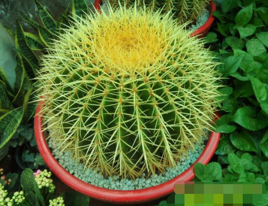 仙人球怎么施肥才正確，老農(nóng)總結(jié)一年四季施肥方法