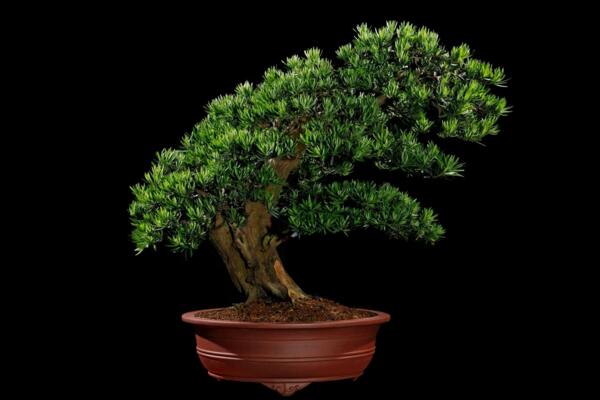 羅漢松施什么肥長得快，生長期氮肥最重要