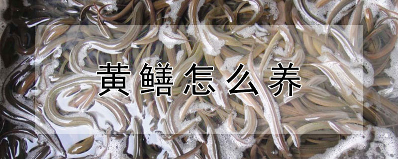 黃鱔怎么養(yǎng)
