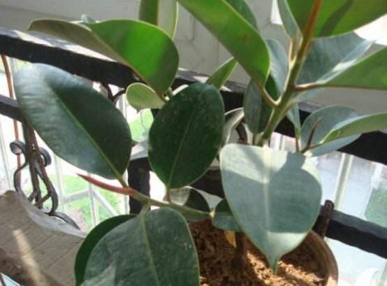 橡皮樹怎么繁殖，橡皮樹繁殖方法