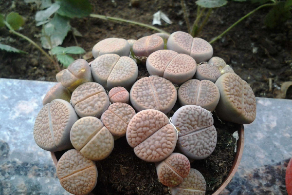 生石花最合適光照度，只需要在夏季適當(dāng)遮陰即可