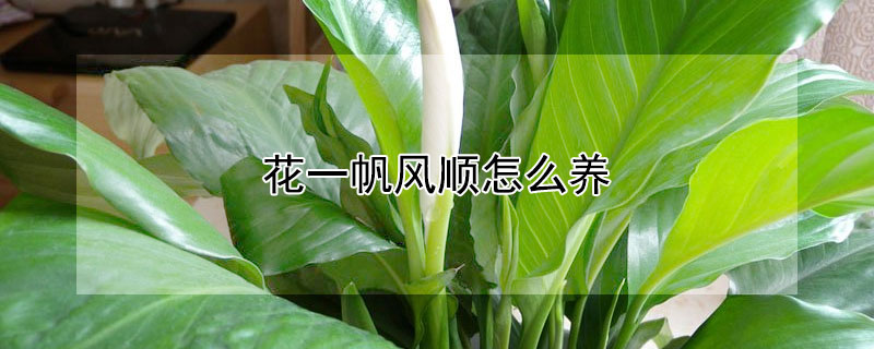 花一帆風順怎么養(yǎng)