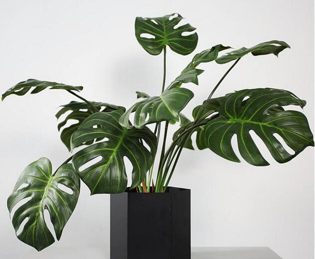 龜背竹葉子黃了怎么辦，要從土壤和澆水等4方面入手解決