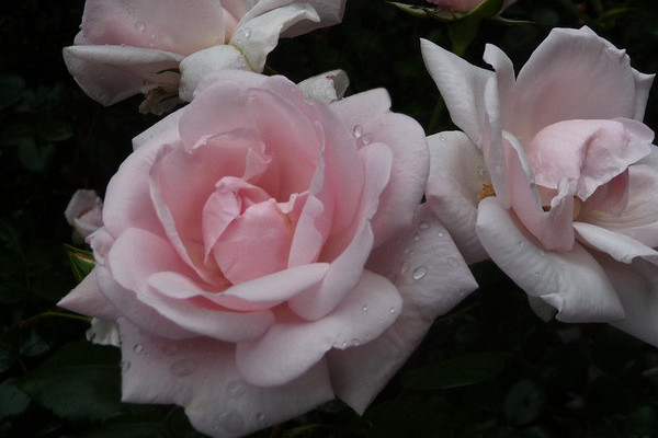 藤本月季和薔薇哪個好養(yǎng)