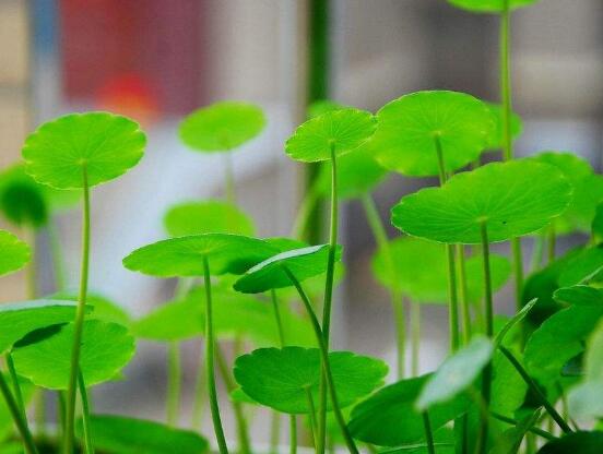 銅錢草怎么繁殖，盤點(diǎn)銅錢草三種繁殖方法(扦插/分株/播種)