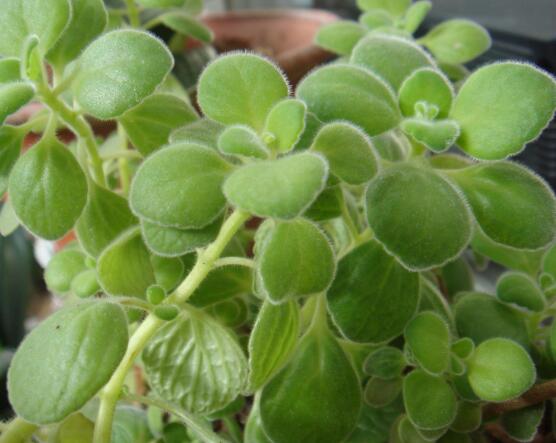 碰碰香的功效與作用，凈化空氣、消炎消腫，制作香精