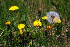 蒲公英采摘的最佳時間，8-9月采摘營養(yǎng)價值最高