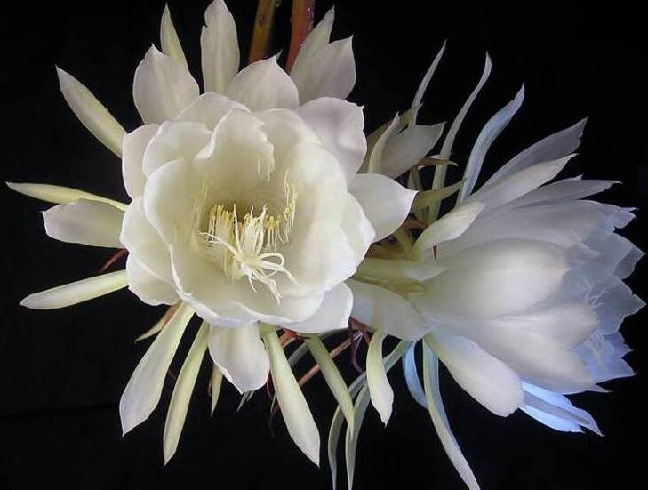 曇花爛根怎么處理，及時處理不然會造成無藥可救的狀態(tài)