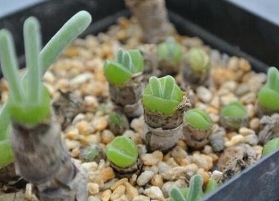 碧光環(huán)爛根怎么辦，兩種爛根防治方法/及時(shí)脫盆修剪消毒